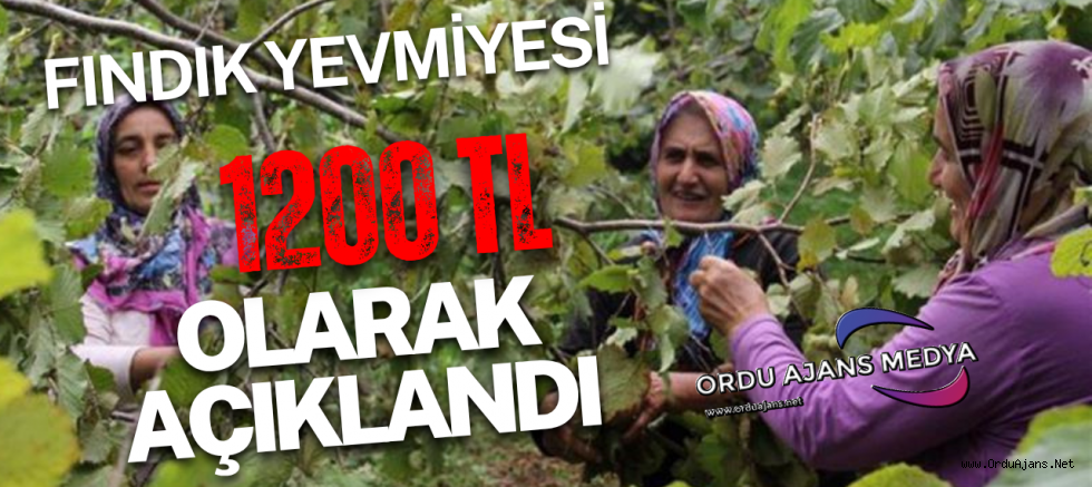 FINDIK YEVMİYE ÜCRETİ BELLİ OLDU