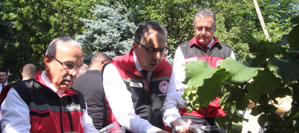 Kahverengi Kokarca İle Mücadele Kapsamında Doğaya Samuray Arısı Salınımı Yapıldı