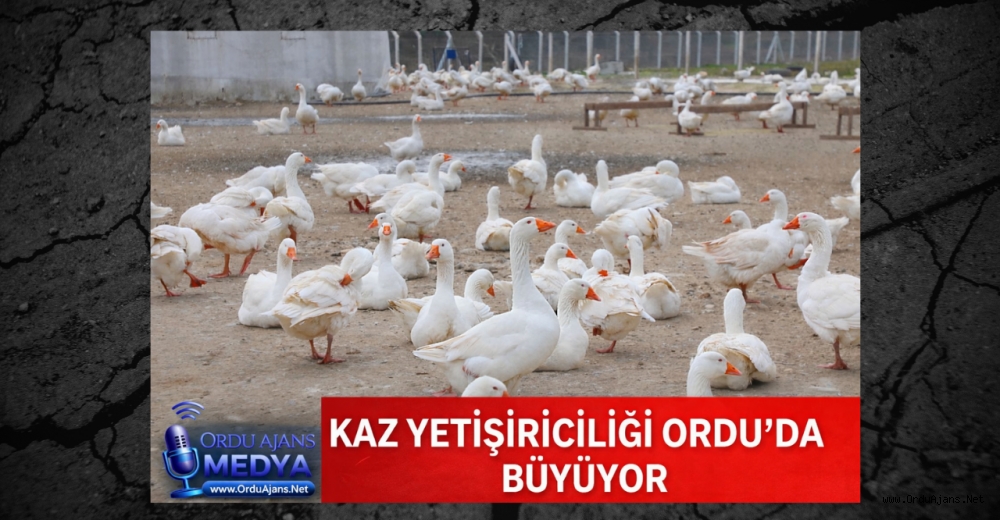 KAZ YETİŞTİRİCİLİĞİ ORDU’DA BÜYÜYOR