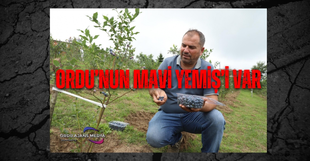 ORDU’NUN MAVİ YEMİŞ’İ VAR 