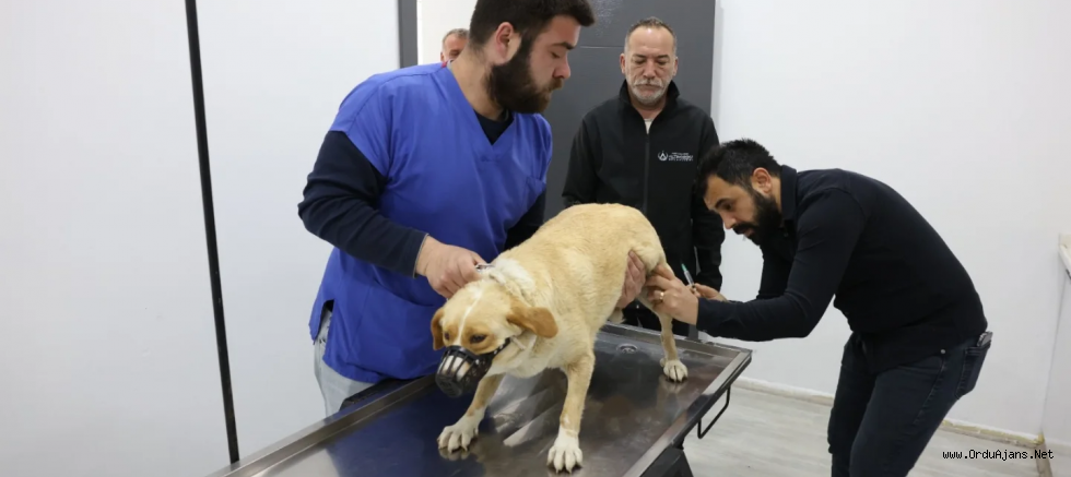 PATİLİ DOSTLARIN KISIRLAŞTIRILMA SEFERBERLİĞİ BAŞLADI