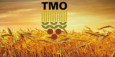 Çarşamba’da Fındık Fiyatları Belirsizliği: TMO'nun Adımları Kritik