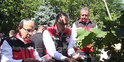 Kahverengi Kokarca İle Mücadele Kapsamında Doğaya Samuray Arısı Salınımı Yapıldı