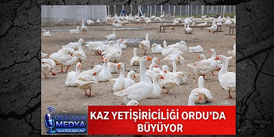 KAZ YETİŞTİRİCİLİĞİ ORDU’DA BÜYÜYOR