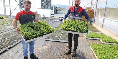 KENDİ KENDİNE YETEN ŞEHİR: ORDU