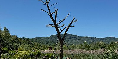 KESİLECEK AĞACI BÜYÜKŞEHİR BELEDİYESİ KURTARDI