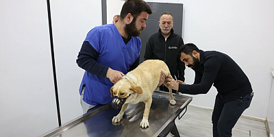 PATİLİ DOSTLARIN KISIRLAŞTIRILMA SEFERBERLİĞİ BAŞLADI