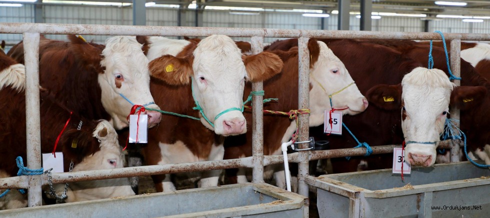 TULIP Projesi Kapsamında Gebe Simental Düve Dağıtımı Gerçekleştirildi
