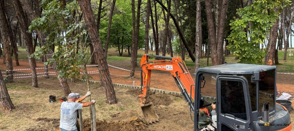 ÜNYE ÇAMLIK’TA KURUYAN AĞAÇLARIN YERİNE YENİLERİ DİKİLİYOR